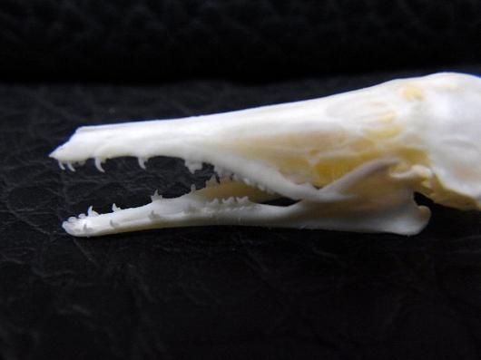 頭骨標本　珍獣パームシベット 頭骨標本 珍獣パームシベット