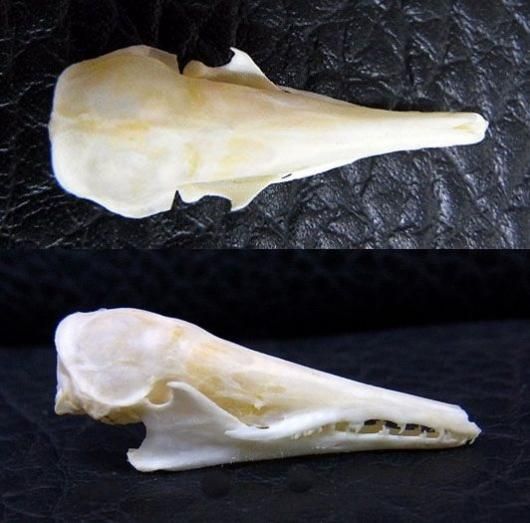 ☆ 即納 ☆ 珍獣 シマテンレック 頭骨 - 頭骨・骨格標本・剥製