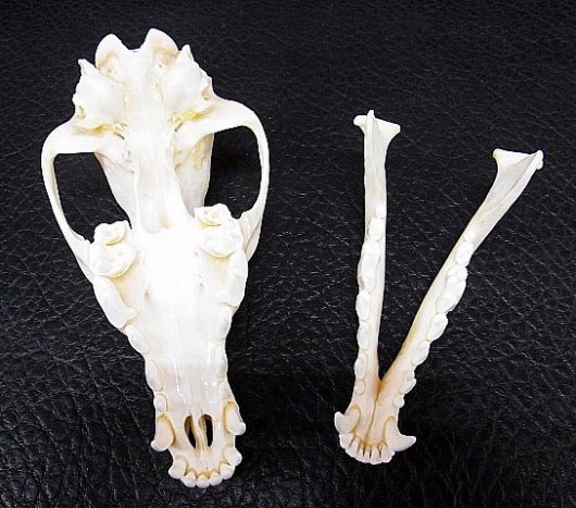 コヨーテ 頭骨 頭蓋骨 標本 - 置物