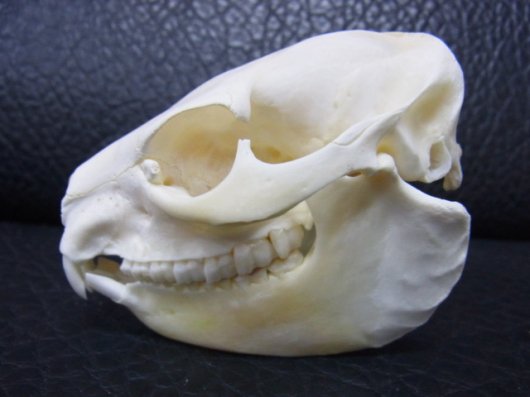 即納☆レア！ ケープハイラックス 頭骨 - 頭骨・骨格標本・剥製販売