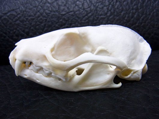 ☆即納☆ アフリカ便 ケープジェネット Cape genet 頭骨 - 頭骨・骨格 