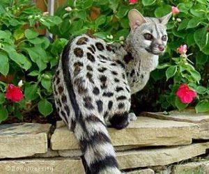 ☆即納☆ アフリカ便 ケープジェネット Cape genet 頭骨 - 頭骨・骨格