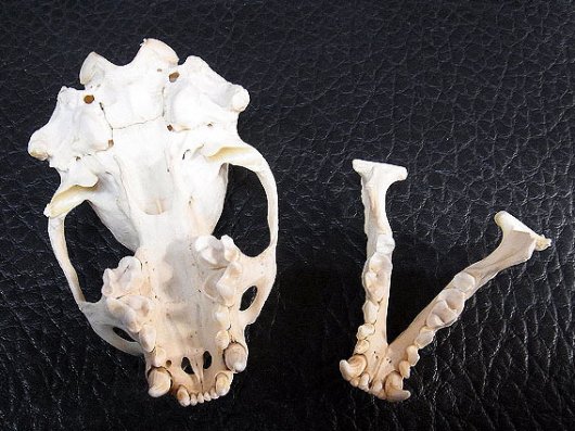 即納☆高品質☆カナダカワウソの頭骨A - 頭骨・骨格標本・剥製販売