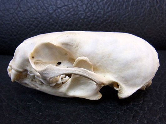 即納☆高品質☆カナダカワウソの頭骨C - 頭骨・骨格標本・剥製販売