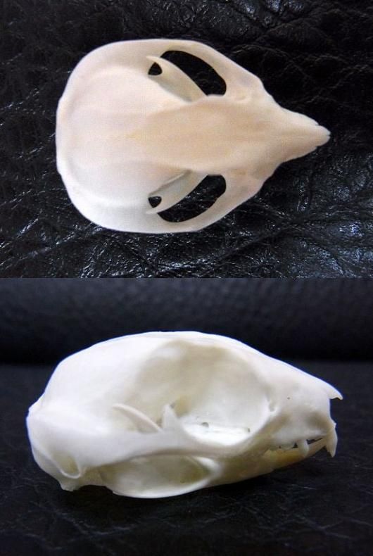 ☆即納☆ 高品質 フクロモモンガ Sugar Glider 頭骨 - 頭骨・骨格標本