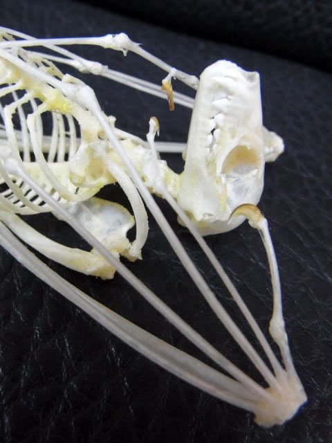 ☆ 即納 ☆ ヨアケオオコウモリの骨格標本 A - 頭骨・骨格標本・剥製 