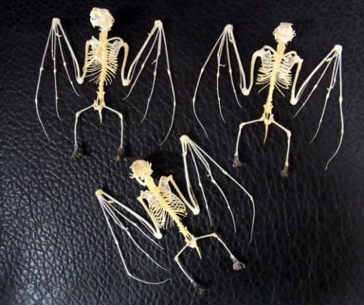 ☆即納☆ 羽を広げた ヨアケオオコウモリの骨格標本 - 頭骨・骨格標本