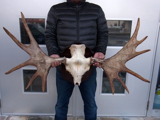 ☆ 即納 ☆ ヘラジカ Moose のスカルホーン 壁掛け ☆ - 頭骨・骨格 