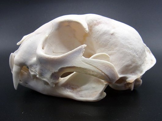 ☆即納☆再入荷！カナダオオヤマネコ 頭骨 B☆ - 頭骨・骨格標本・剥製 