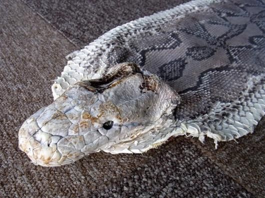 ☆即納!特大サイズ! 484cm!ニシキヘビ Python ヘッドスキン ...