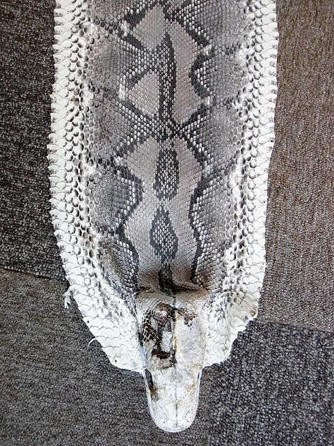 ☆即納!特大サイズ! 484cm!ニシキヘビ Python ヘッドスキン ...