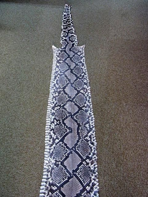 ☆即納!特大サイズ! 484cm!ニシキヘビ Python ヘッドスキン ...