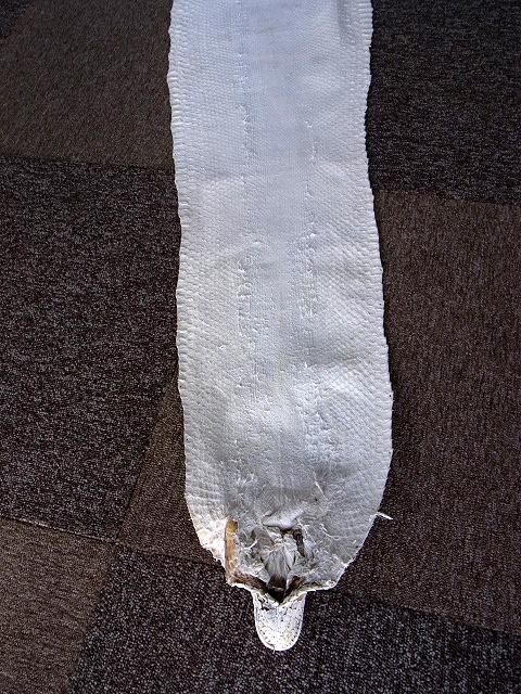☆即納!特大サイズ! 484cm!ニシキヘビ Python ヘッドスキン ...