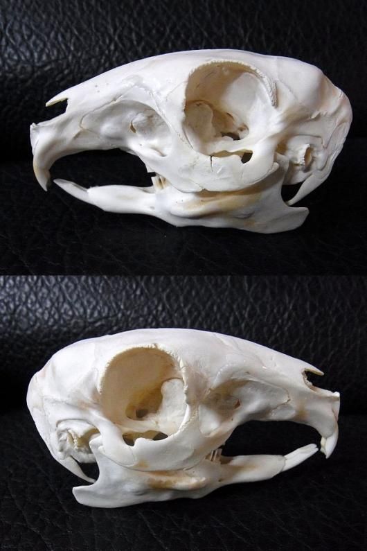 マーラ　Mara　全身骨格標本 ☆即納☆ マーラ Mara 全身骨格標本 ☆ - 頭骨・骨格標本・剥製