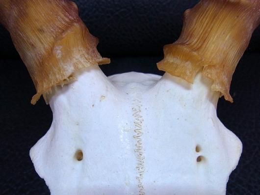 ☆即納☆ 特大！ インパラ スカルホーン - 頭骨・骨格標本・剥製