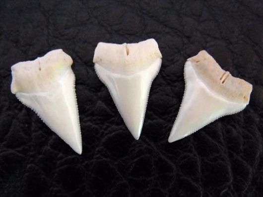 ☆即納☆本物！ヨゴレザメの歯（15本セット） - 頭骨・骨格標本
