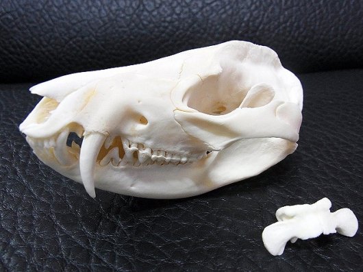 オポッサムの頭骨約55cm - 置物