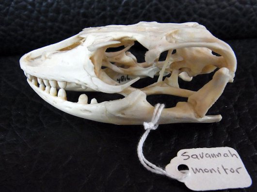 即納☆貴重！サバンナオオトカゲの頭骨A - 頭骨・骨格標本・剥製販売 