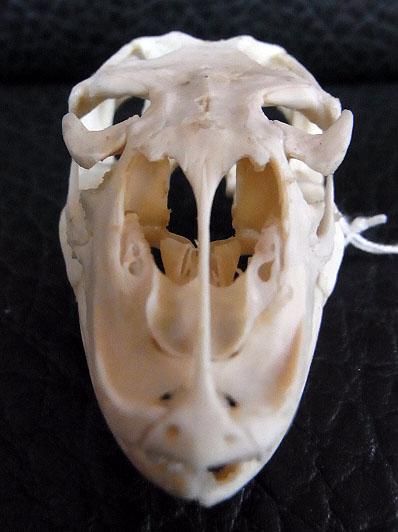 即納☆貴重！サバンナオオトカゲの頭骨A - 頭骨・骨格標本・剥製