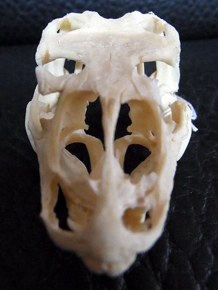 即納☆貴重！サバンナオオトカゲの頭骨B - 頭骨・骨格標本・剥製