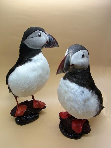 ☆ 即納 ☆ 貴重 ☆ニシツノメドリ（パフィン） 剥製☆ A - 頭骨・骨格