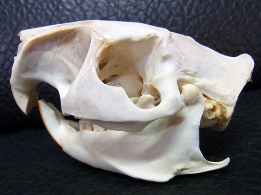 ☆即納☆美！☆ アフリカアシネズミの頭骨☆ - 頭骨・骨格標本・剥製 
