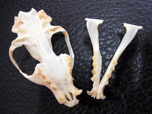 ☆即納☆美！☆ キノボリジャコウネコの頭骨☆ - 頭骨・骨格標本・剥製 
