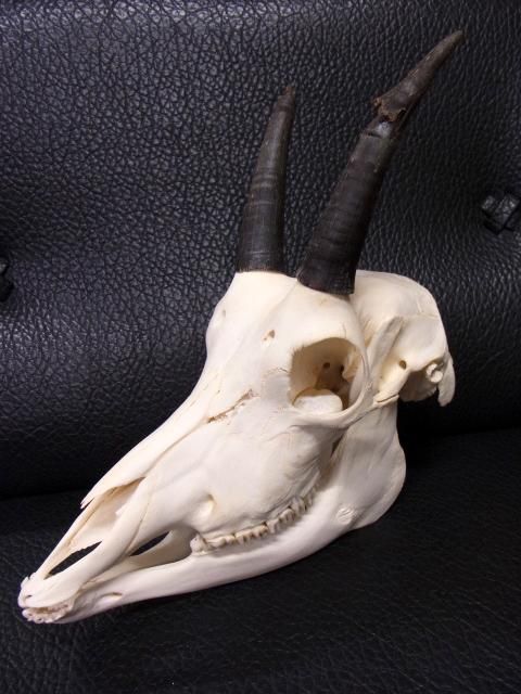 アンテロープ　頭骨 標本 インテリア装飾 アンテロープ 頭骨 標本 インテリア装飾