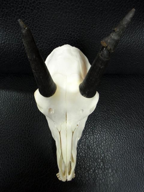 ☆即納☆ 貴重！珍！ ローンアンテロープ（サバンナアンテロープ）頭骨
