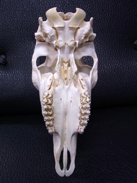 ☆即納☆ 貴重！珍！ ローンアンテロープ（サバンナアンテロープ）頭骨