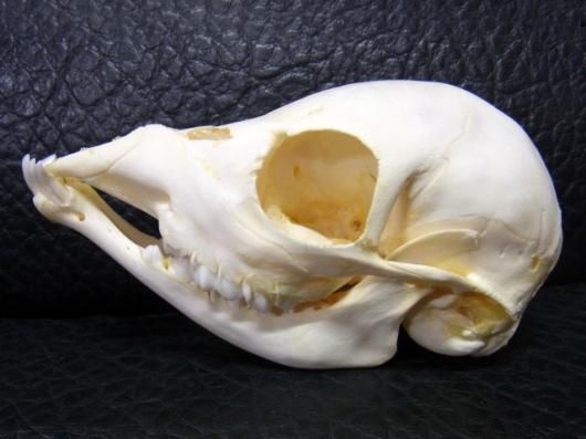 ☆即納☆ 貴重！珍！ シタツンガ Sitatunga 幼獣 頭骨 - 頭骨・骨格