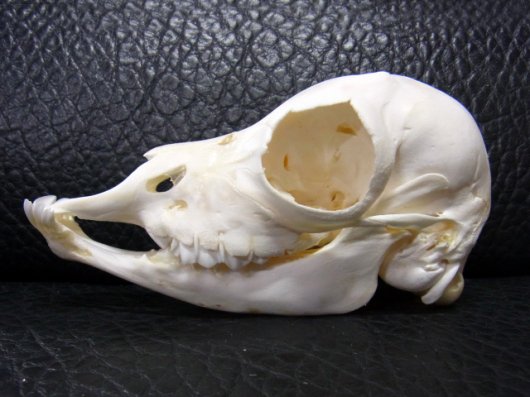 ☆即納☆ 貴重！ インパラ Impala 幼獣 頭骨 - 頭骨・骨格標本・剥製 