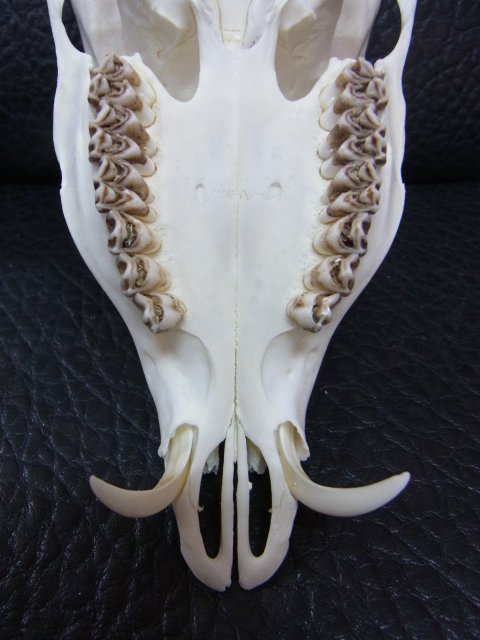 ☆即納☆ 良品！ キョン（ヨツメジカ）Muntjac 頭骨 - 頭骨・骨格標本