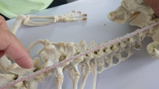 ☆即納☆ 大迫力! 3M イリエワニ(Salt-water crocodile)全身 ☆即納☆ 大迫力! 3M イリエワニ(Salt-water crocodile)全身