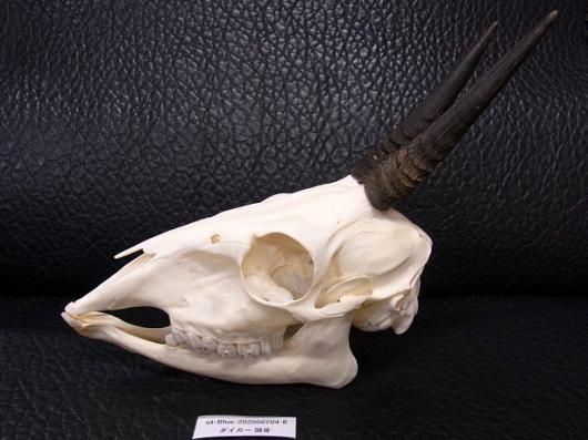 即納 サバンナダイカー Grey Duiker 頭骨 頭骨 骨格標本 剥製販売 Core Box 即納 サバンナダイカー Grey Duiker 頭骨 頭骨 骨格標本 剥製販売 Core Box