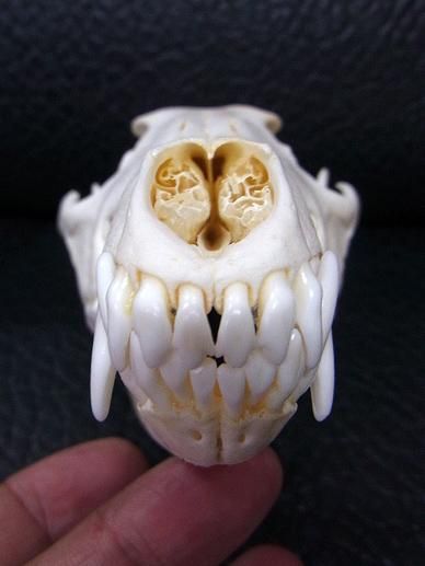 セグロジャッカル　頭骨 セグロジャッカル 頭骨 レプリカ - 頭骨・骨格標本・剥製販売