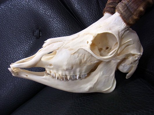 ◇即納 美！高品質 インパラ スカルホーン（下顎付） - 頭骨・骨格標本 