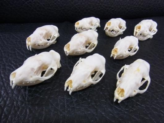 即納☆ お勧め！大量入荷！ハリネズミ Hedgehog の頭骨 - 頭骨・骨格