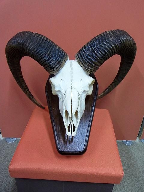 新品　ムフロン・ムフロン Mouflon Mouflon ボアベスト ブラウン 楽天市場】Mouflon Mouflon ムフロン ムフロン ボア Vネック