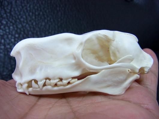 ☆ 即納 ☆ 珍獣 ウマヅラコウモリ（オス）の頭骨 - 頭骨・骨格標本