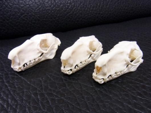 高品質！珍獣 ウマヅラコウモリ ♂ の頭骨 ☆ 即納 ☆ 高品質！珍獣 ウマヅラコウモリ ♂ 頭骨 - 頭骨