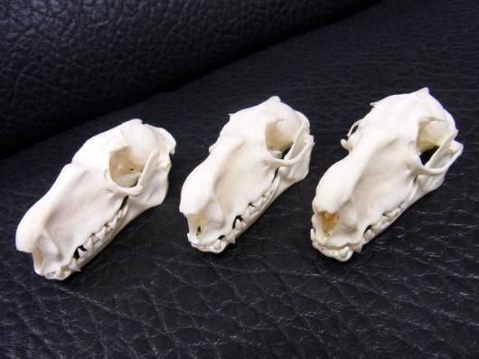 ☆ 即納 ☆ 珍獣 ウマヅラコウモリ（オス）の頭骨 - 頭骨・骨格