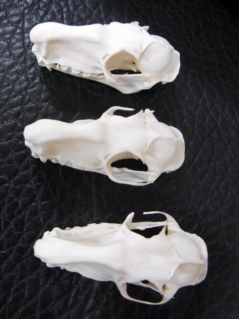 高品質！珍獣 ウマヅラコウモリ ♂ の頭骨 ☆ 即納 ☆ 高品質！珍獣 ウマヅラコウモリ ♂ 頭骨 - 頭骨