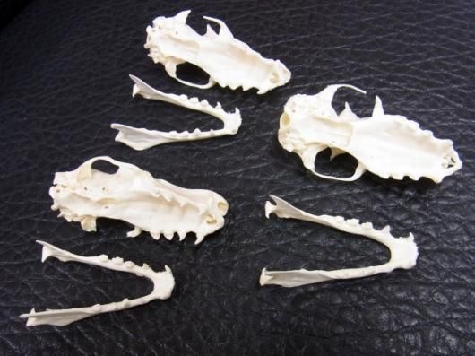 高品質！珍獣 ウマヅラコウモリ ♂ の頭骨 ☆ 即納 ☆ 高品質！珍獣 ウマヅラコウモリ ♂ 頭骨 - 頭骨