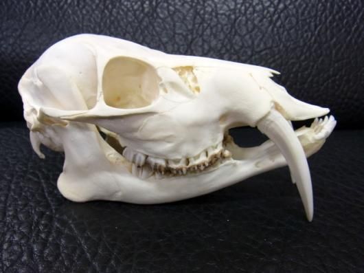 高品質！ キバノロ （Chinese water deer） ♂ 頭骨 高品質！ キバノロ （Chinese water deer） ♂ 頭骨 高品質！ キバノロ