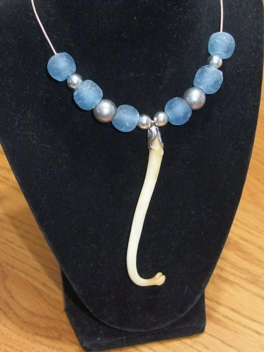 ☆即納☆ アライグマ（ラクーン） 陰茎骨（ペニスボーン） - 頭骨