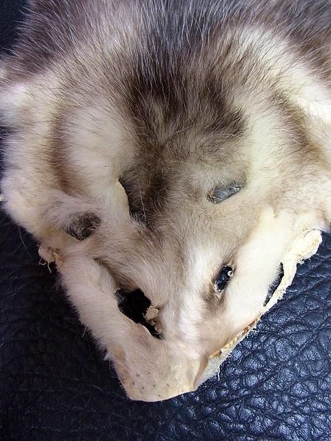 キタオポッサムの毛皮　１点もの キタオポッサム / セラミックアート | ボー・デコール