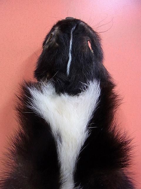 ☆即納☆ シマスカンクの毛皮 - 頭骨・骨格標本・剥製販売