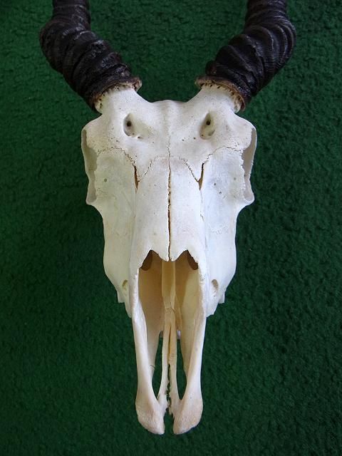 ◇即納 ブラックバック スカルホーン◇ - 頭骨・骨格標本・剥製販売