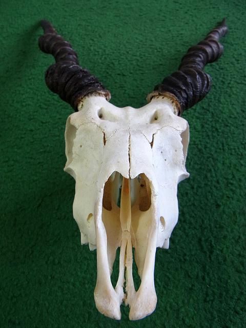 ◇即納 ブラックバック スカルホーン◇ - 頭骨・骨格標本・剥製